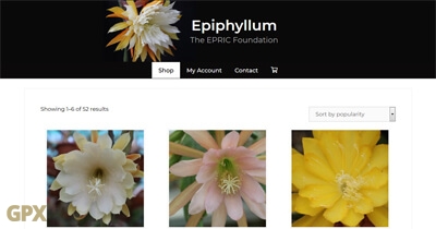 Epiphyllum